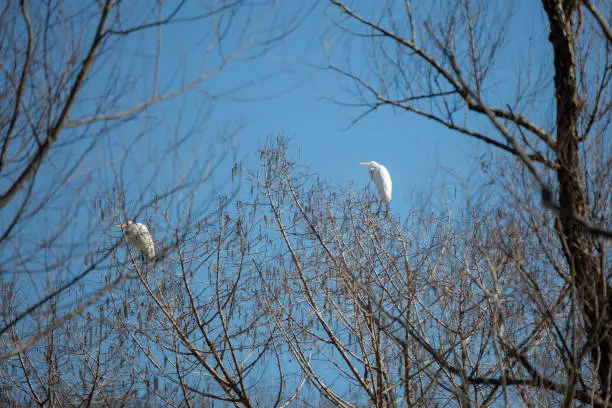 Two great egrets (Ardea alba) at the top of a tree against a blue sky