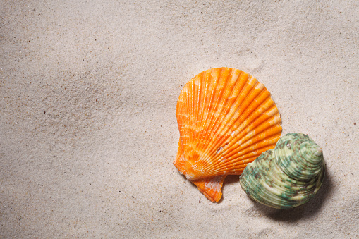 Stock photo showing close-up view of a pile of seashells and starfish on the sand on a sunny, golden beach with sea at low tide in the background. Summer holiday and tourism concept.