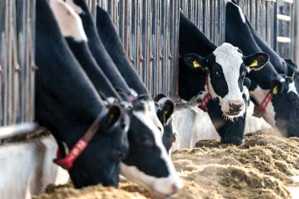 istock Holstein Friesian cattle in cowshed 1692472704