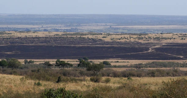 istock Savannah Fire, Tsavo Park Kenya 1692475554