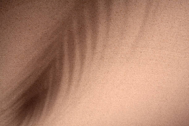 istock Shadow of palm/coconut tree on the sand. 1692475578