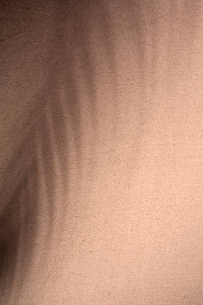 istock Shadow of palm/coconut tree on the sand. 1692475940