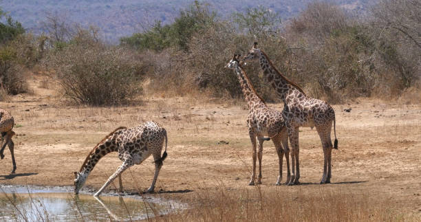 istock Masai Giraffe, giraffa camelopardalis tippelskirchi, Group Drinking at Water Hole, Tsavo Park in Kenya 1692476087