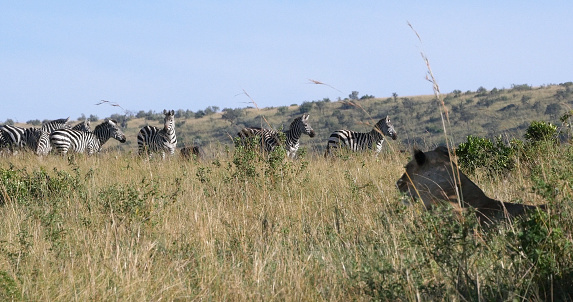 African Lion, panthera leo, Female hunting, Herd of Burchell Zebras, Tsavo Park in Kenya