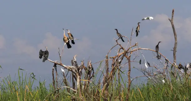 Heronry with Anhinga, Cormorant and Great Egret, Lake Baringo in Kenya