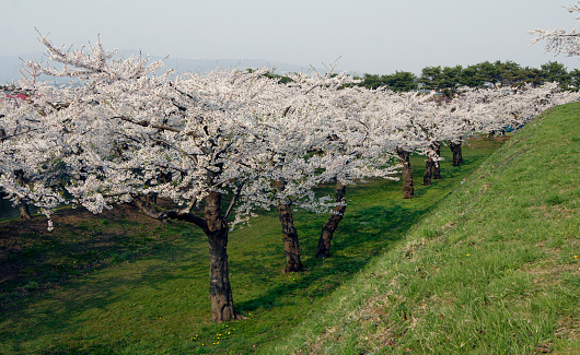 Radiant flower scenery around Chungju Lake 560