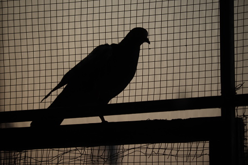 The birds silhouettes. A homing pigeon is posing on the roof.