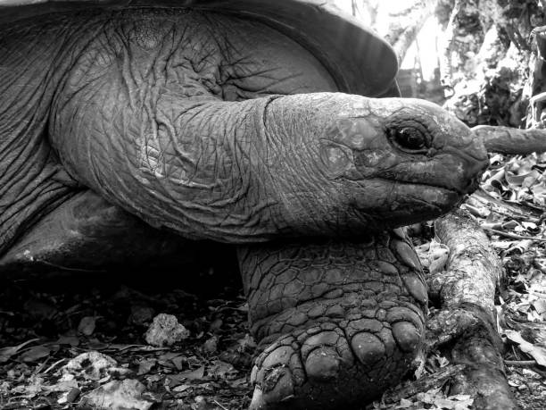 istock A turtle observed in Tanzania 1692478996