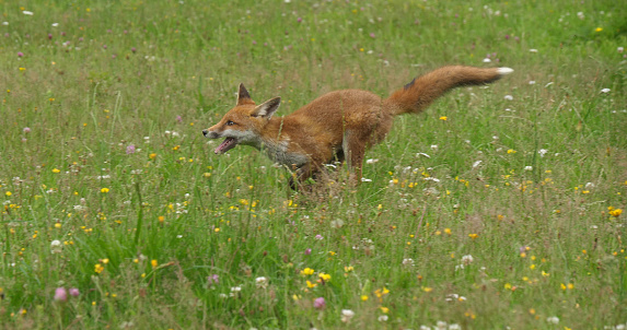 Red Fox, vulpes vulpes, Adult Running in Tall Grass, Normandy in France