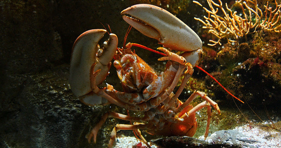 Lobster, homarus gammarus, Adult in a Seawater Aquarium in France