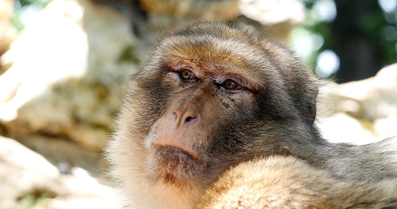 Barbary Macaque, macaca sylvana, Portrait of Adult