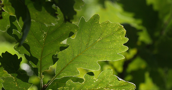 View of an acorn plant.