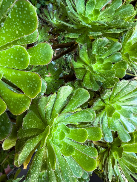 istock Green Succulents - Color Portrait Format 1692496919