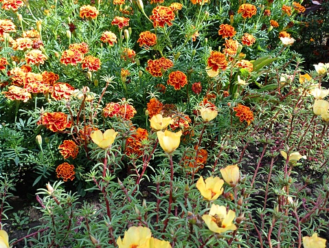 Flowerbed with marigold flowers. Autumn flowers on a flowerbed of marigolds under bright lighting.