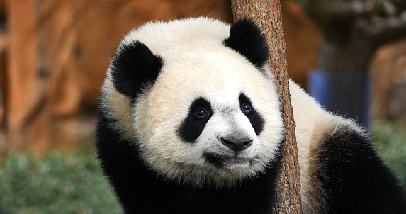 Giant Panda, ailuropoda melanoleuca, Portrait of Adult, Beauval Zoo in France