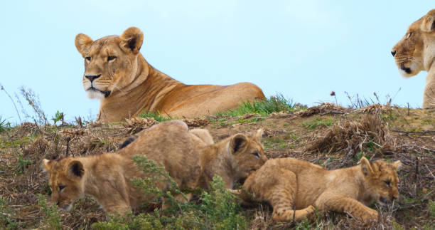 istock African Lion, panthera leo, Mother and Cub 1692501119