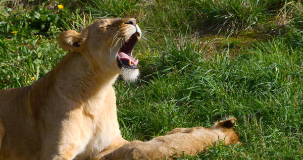 istock African Lion, panthera leo, Mother and Cub 1692501390