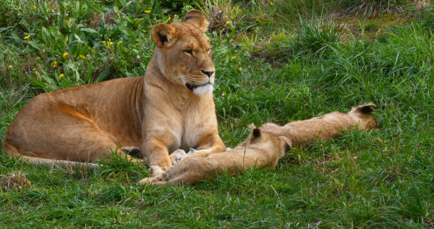 istock African Lion, panthera leo, Mother and Cub 1692501676