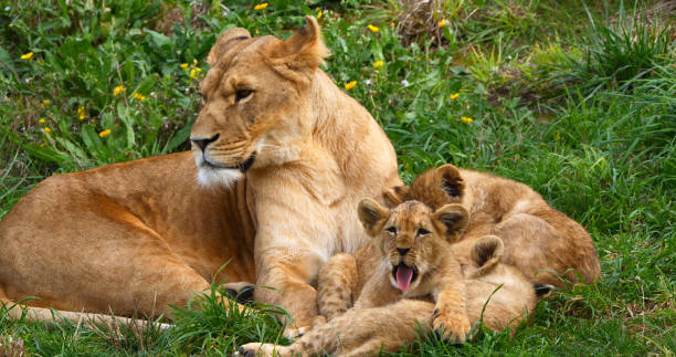 istock African Lion, panthera leo, Mother and Cub 1692501732