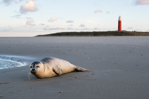 young harbor seal on the beach of the Dutch island of Texel