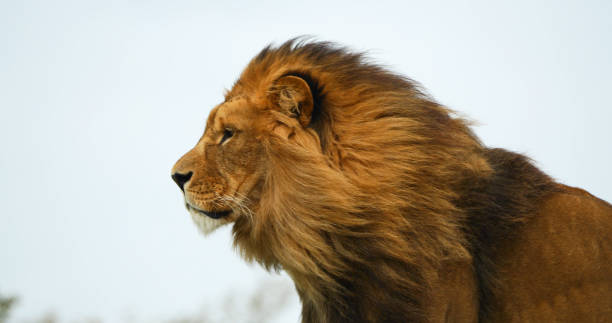 istock African Lion, panthera leo, Male with a nice Mane 1692504801