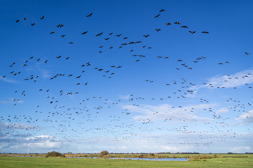 migrating greylag geese taking of over Dutch polder landscape in the province of Friesland