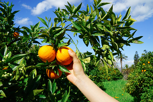 A hand plucking a fresh orange from a tree.
