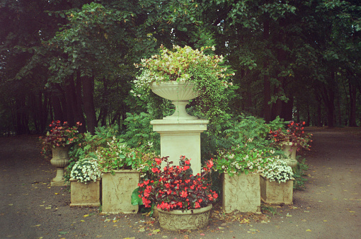 Summer flower bed in stone flowerpots in the park.  Film (Olympus Trip AF 31) photography. Film grain.