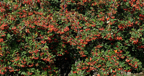 Branches of Cotoneaster with Red Berries, Normandy in France