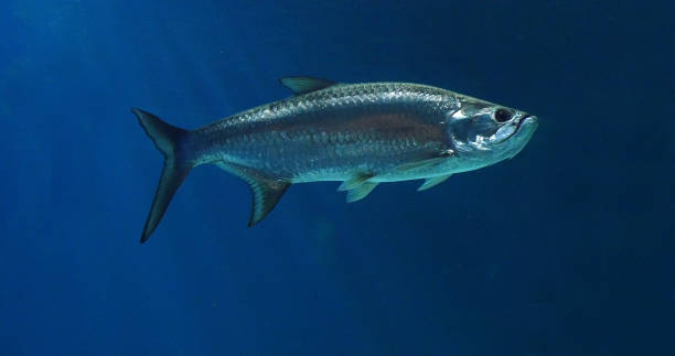 istock Atlantic Tarpon, megalops atlanticus, Adult Swimming 1692516694