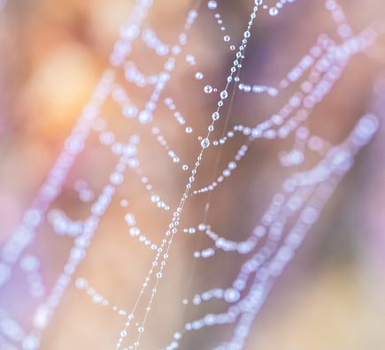 Wassertropfen in einem Spinnennetz