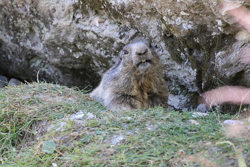 Marmot,
Alpine Animal,
Mountain World,
Animal Kingdom
