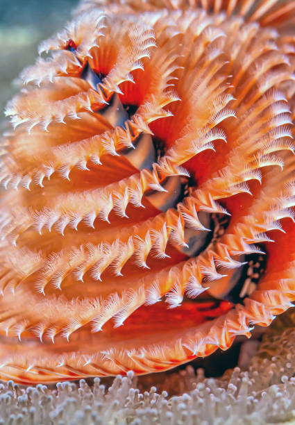 istock Spirobranchus giganteus, Christmas tree worms 1692540374