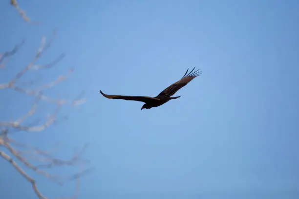 Silhouette of a turkey vulture (CCathartes aura) flying toward bare tree branches