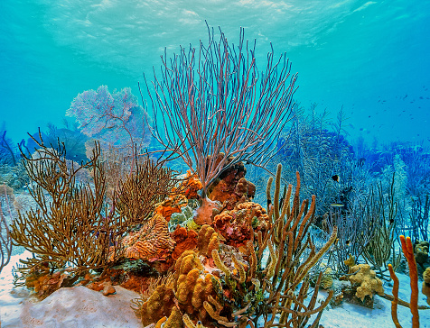 Hard coral reef system in the pacific ocean