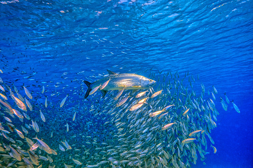 Large Kingfish swimming just below surface in bright sun light