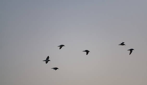 istock Migratory birds fly in the evening for the winter, minimalistic view for background 1692550029
