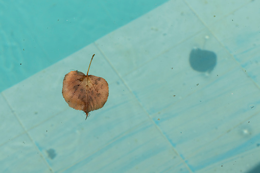 Autumn leaves and debris in the pool.