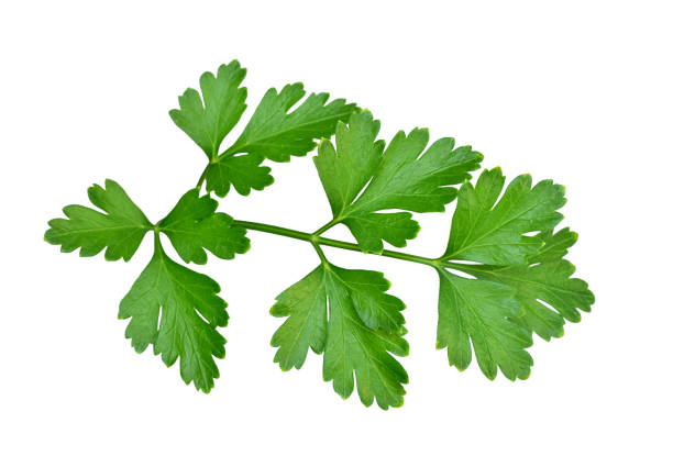 feuilles de persil plat vert - flat leaf parsley photos et images de collection