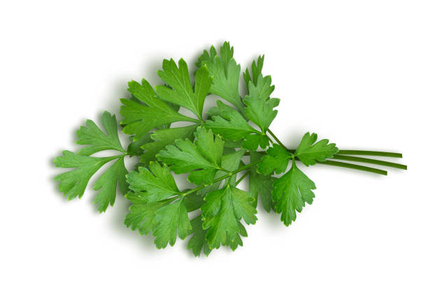 un bouquet de persil vert à feuilles plates - flat leaf parsley photos et images de collection