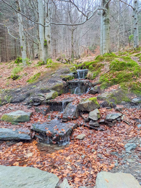 istock Forest mountain river waterfall in Poland on Mount Snezhynka. 1692561260