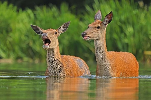 Two red deer standing on cold water