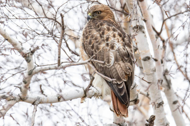 Free Stock Photo of Red-tailed hawk perched in natural habitat ...