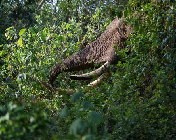 istock “Guardian of the Savannah: African Elephant” 1692586811