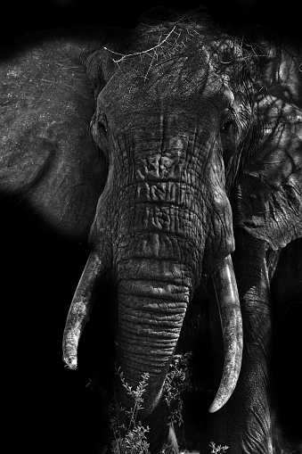 elephant close up black and white