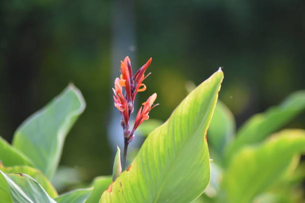 istock Canna indian beadwort 1692593457