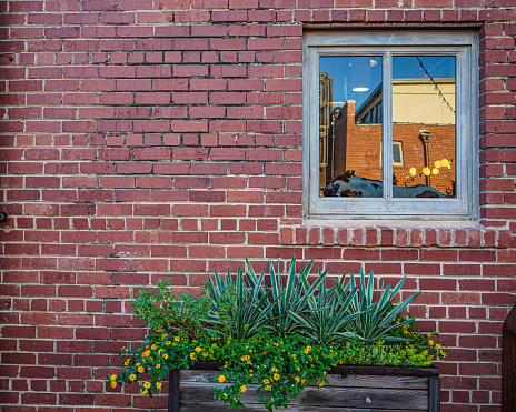 Lantana and desert plants in a rustic wooden flowerbox under a window in a brick wall in Fort Worth, Texas. Xeriscape landscaping. Black brick wall for copy space and background.