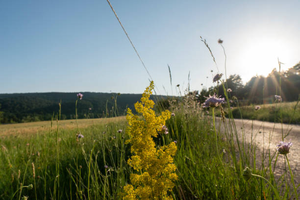 dzikie kwiaty na środku otwartego pola z błękitnym niebem w lecie zachód słońca gudar teruel aragonia hiszpania - bedder zdjęcia i obrazy z banku zdjęć