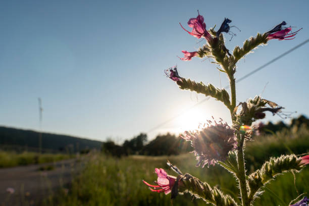 dzikie kwiaty na środku otwartego pola z błękitnym niebem w lecie zachód słońca gudar teruel aragonia hiszpania - bedder zdjęcia i obrazy z banku zdjęć