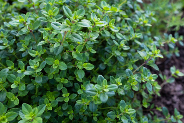 istock Background from fragrant creeping thyme ground cover, close-up. Thymus serpyllum. Wild Elfin spice for publication, poster, screensaver, wallpaper, postcard, banner, cover, post. High quality photo 1692597890